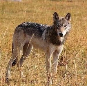 Meet your Posher, Stephen